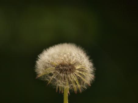 Free Stock Photo of Dandellion