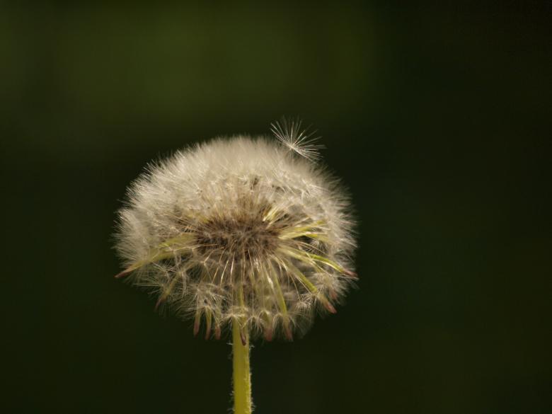 Free stock image of Dandellion created by Marko Mäkinen