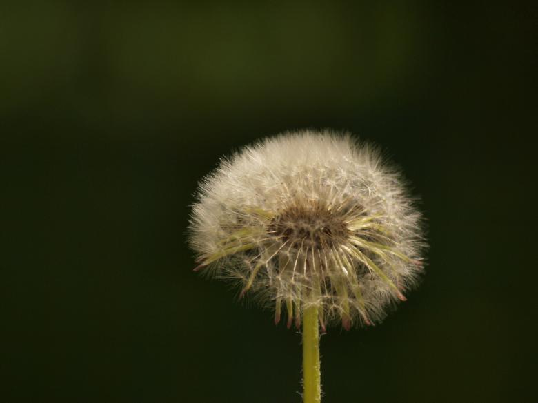 Free stock image of Dandellion created by Marko Mäkinen