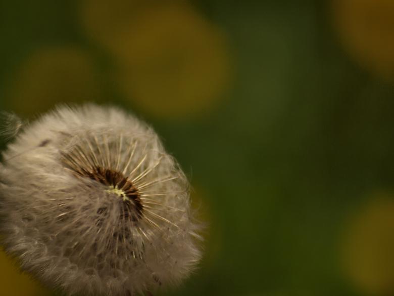 Free stock image of Dandellion created by Marko Mäkinen