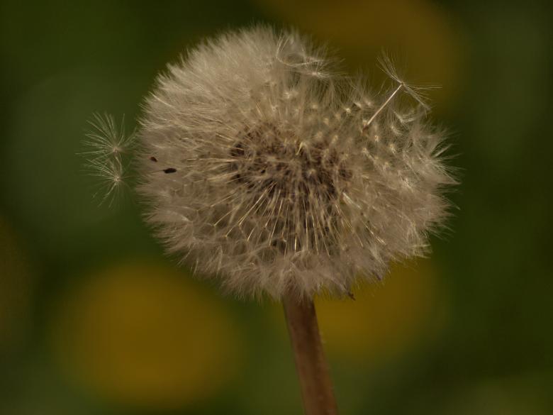 Free stock image of Dandellion created by Marko Mäkinen