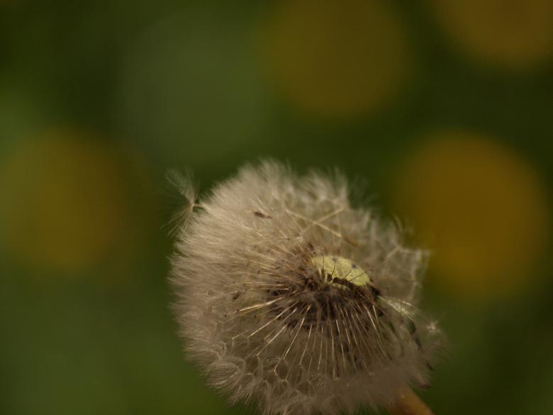 Free stock image of Dandellion created by Marko Mäkinen