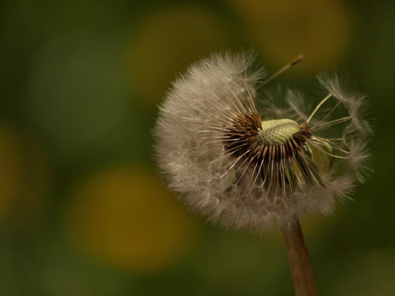 Free stock image of Dandellion created by Marko Mäkinen