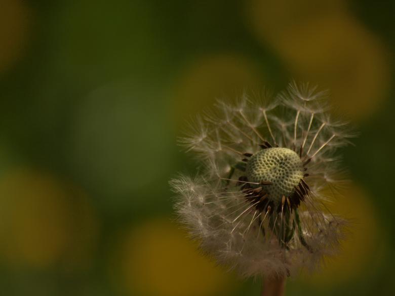 Free stock image of Dandellion created by Marko Mäkinen