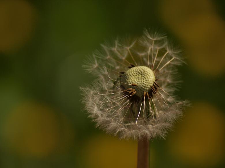 Free stock image of Dandellion created by Marko Mäkinen