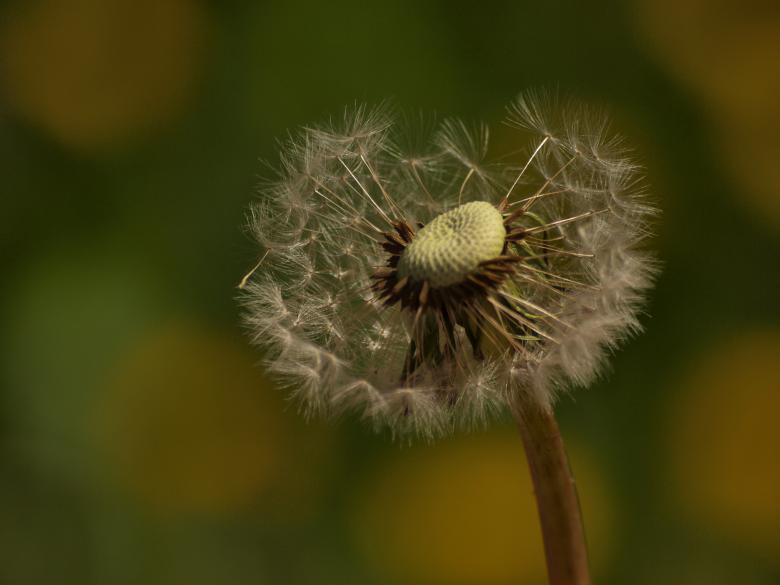 Free stock image of Dandellion created by Marko Mäkinen