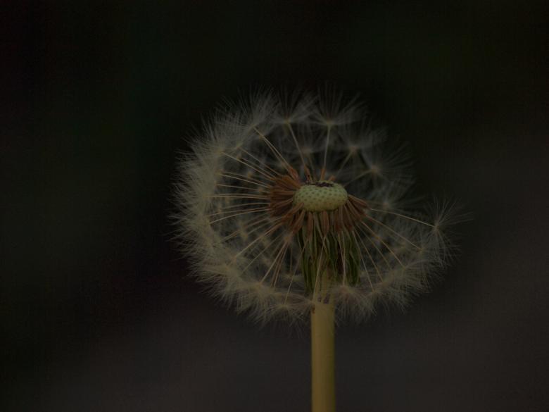 Free stock image of Dandellion created by Marko Mäkinen