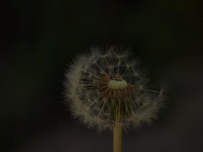 Free stock image of Dandellion created by Marko Mäkinen