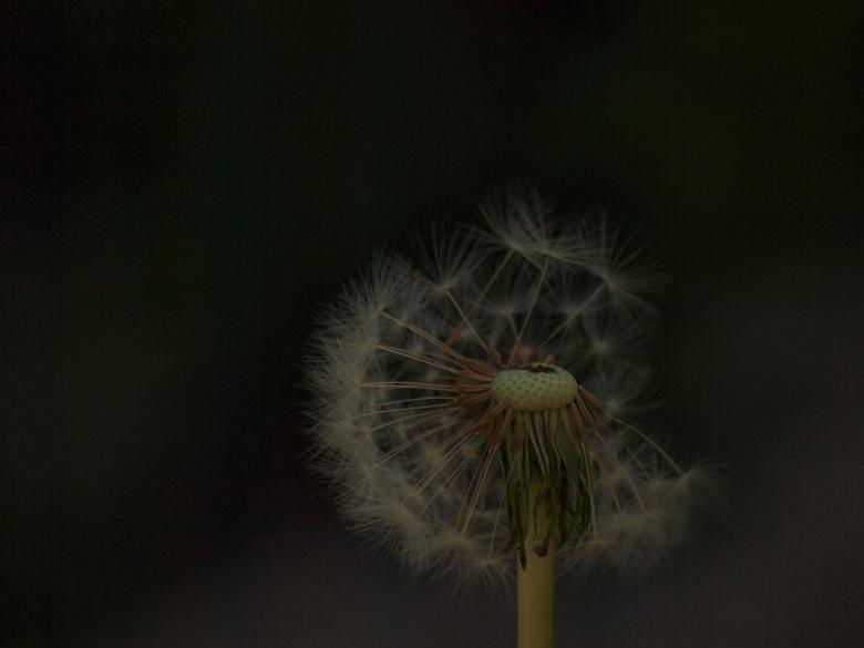 Free stock image of Dandellion created by Marko Mäkinen