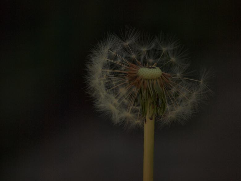 Free stock image of Dandellion created by Marko Mäkinen