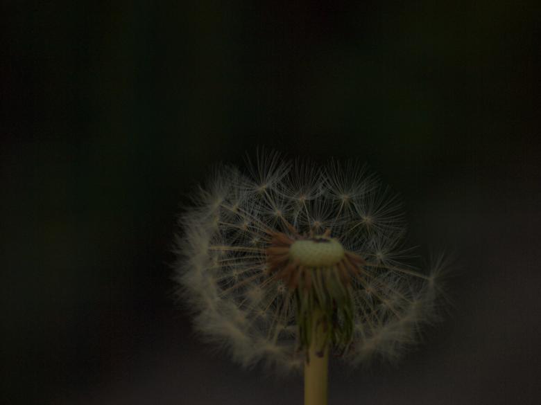 Free stock image of Dandellion created by Marko Mäkinen