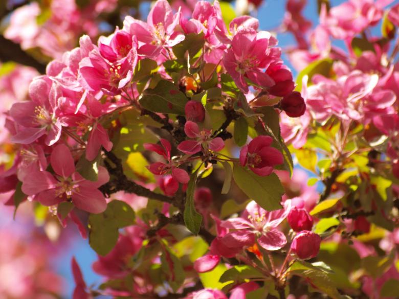 Free stock image of Cherry tree flowers created by Marko Mäkinen