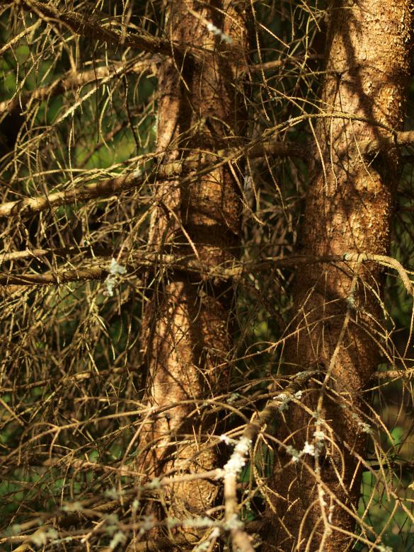 Free stock image of Forest created by Marko Mäkinen