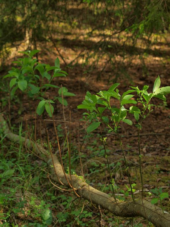Free stock image of Forest created by Marko Mäkinen