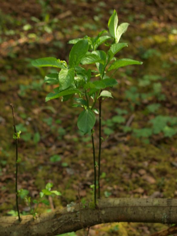 Free stock image of Forest created by Marko Mäkinen
