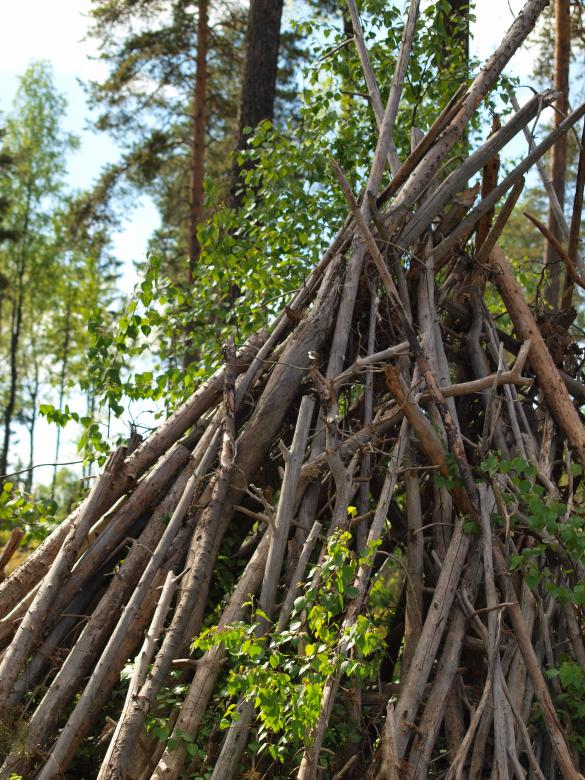 Free stock image of Forest created by Marko Mäkinen