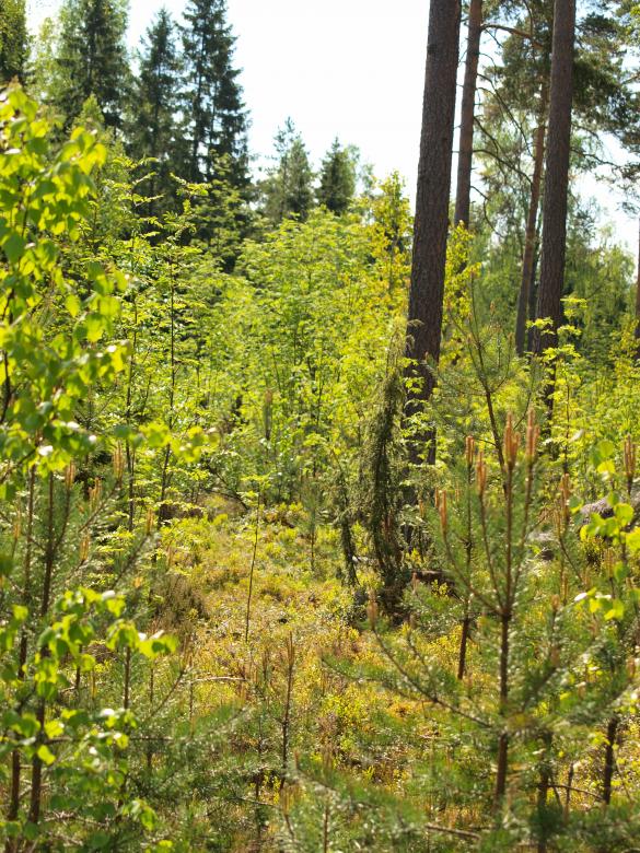 Free stock image of Forest created by Marko Mäkinen