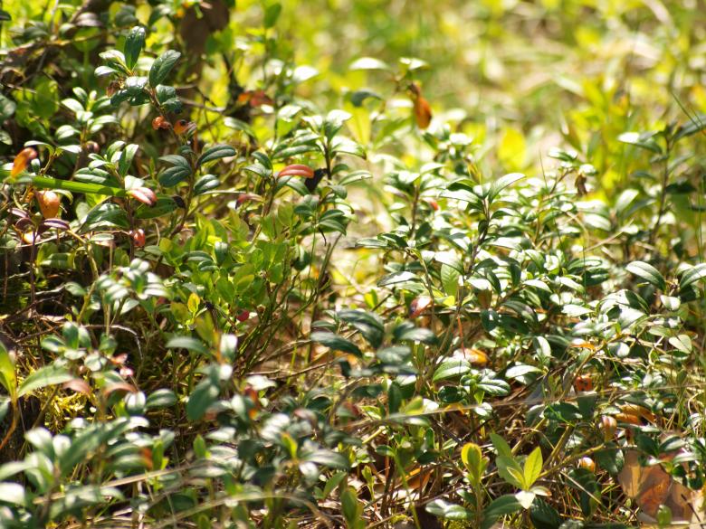 Free stock image of Forest created by Marko Mäkinen