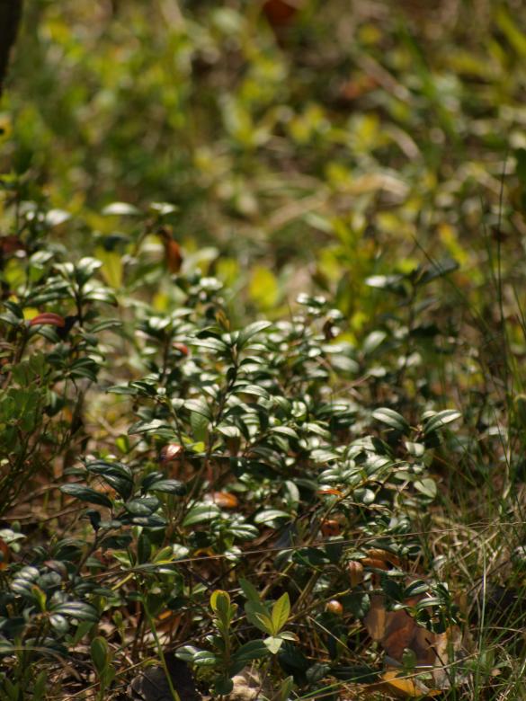 Free stock image of Forest created by Marko Mäkinen