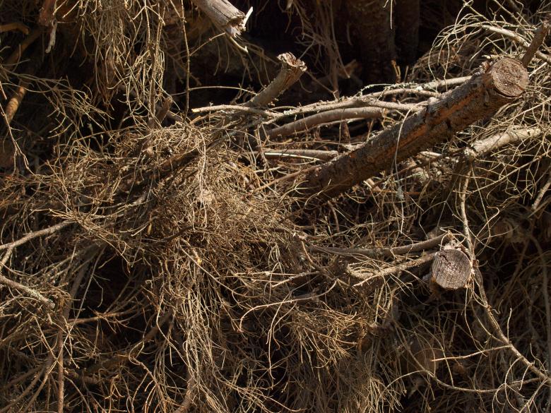 Free stock image of Forest created by Marko Mäkinen