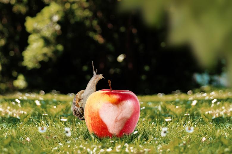 Free stock image of Snail on the Apple created by Pixabay