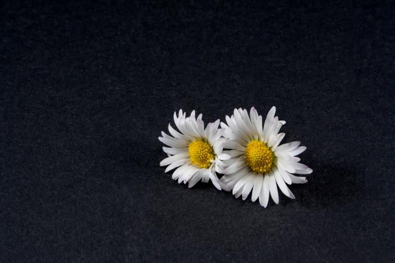Free stock image of Fresh Daisy created by Pixabay