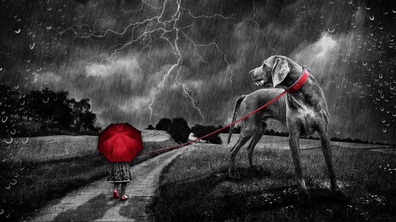 Free stock image of Dog Owner going on a Walk created by Pixabay