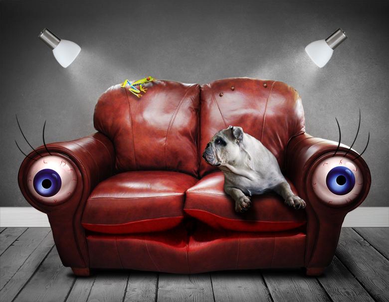 Free stock image of Pet on the Sofa  created by Pixabay