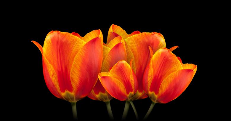 Free stock image of Orange Tulips created by Pixabay