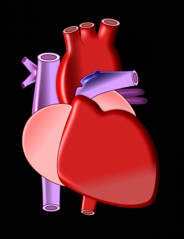Free stock image of Red Heart created by Pixabay