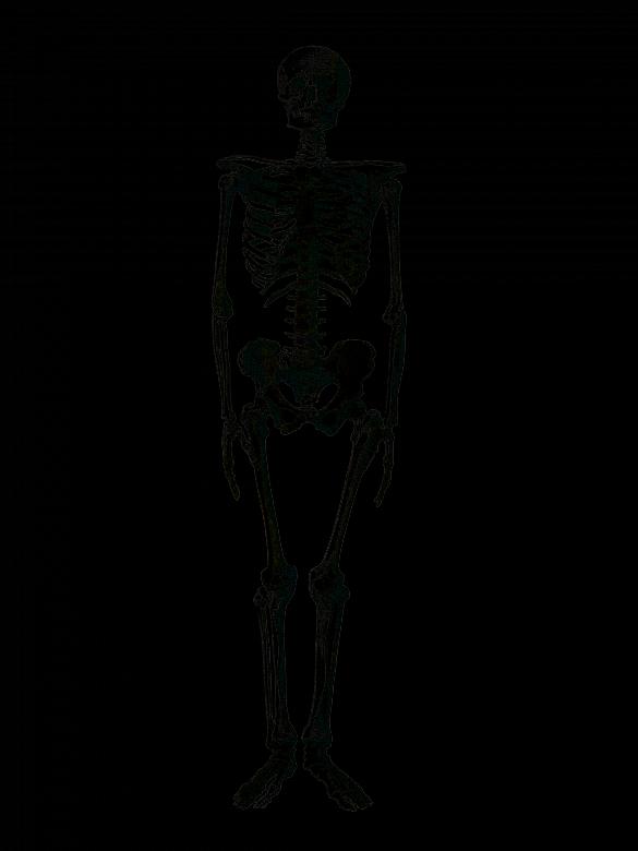 Free stock image of Human Skeleton created by Pixabay
