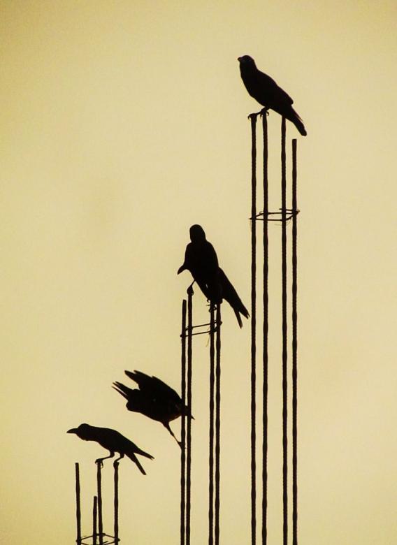 Free stock image of Birds on the Metal created by Duncan Davies
