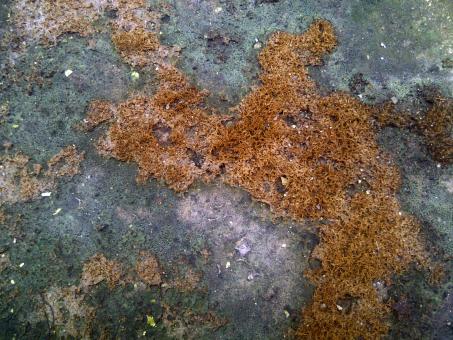 Struggling Moss Texture - Free Stock Photo