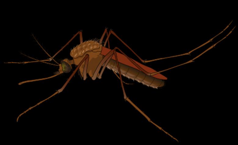 Free stock image of Female Mosquito created by Pixabay