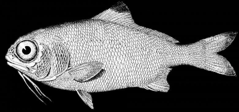 Free stock image of Fish Sketch created by Pixabay