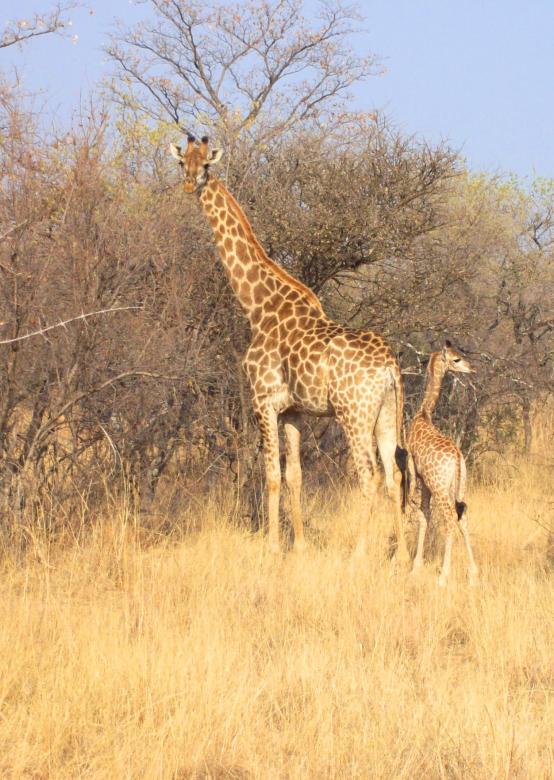 Free stock image of Wild Giraffe created by Pixabay