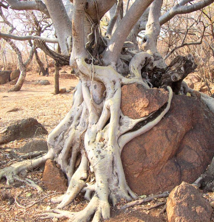 Free stock image of Roots of a Tree created by Pixabay