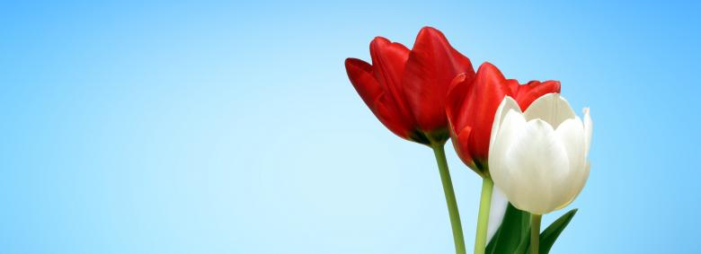 Free stock image of Blooming Flowers created by Pixabay