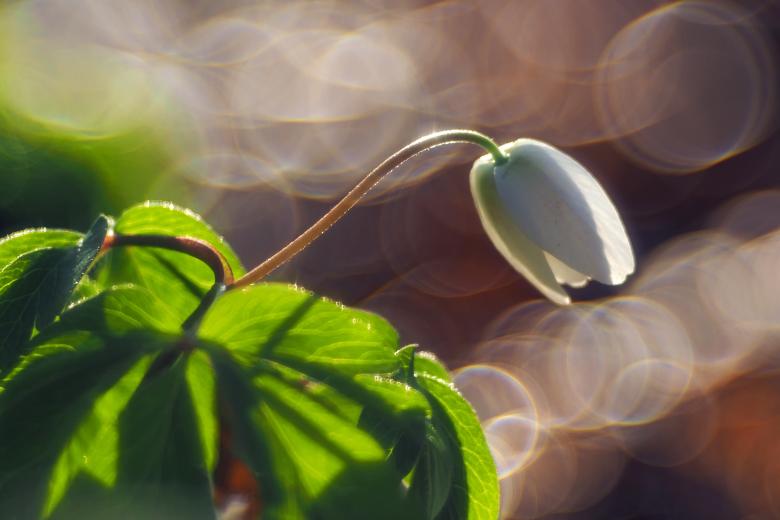 Free stock image of White Flower created by Pixabay