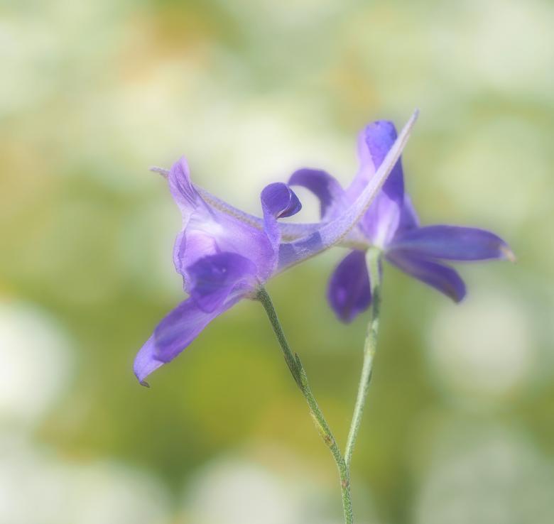 Free stock image of Purple Flower created by Pixabay