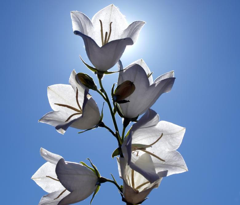 Free stock image of White flower against the sky created by Pixabay