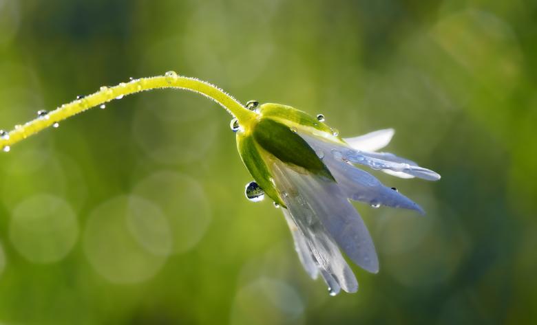 Free stock image of White Flower and Bokeh created by Pixabay