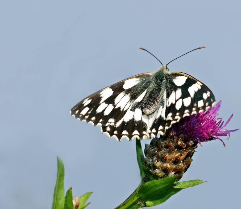 Free stock image of Black And White Butterfly created by Pixabay