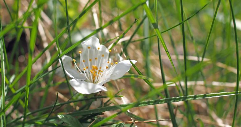 Free stock image of White Flower created by Pixabay
