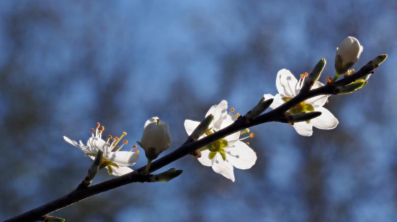 Free stock image of White Flower created by Pixabay
