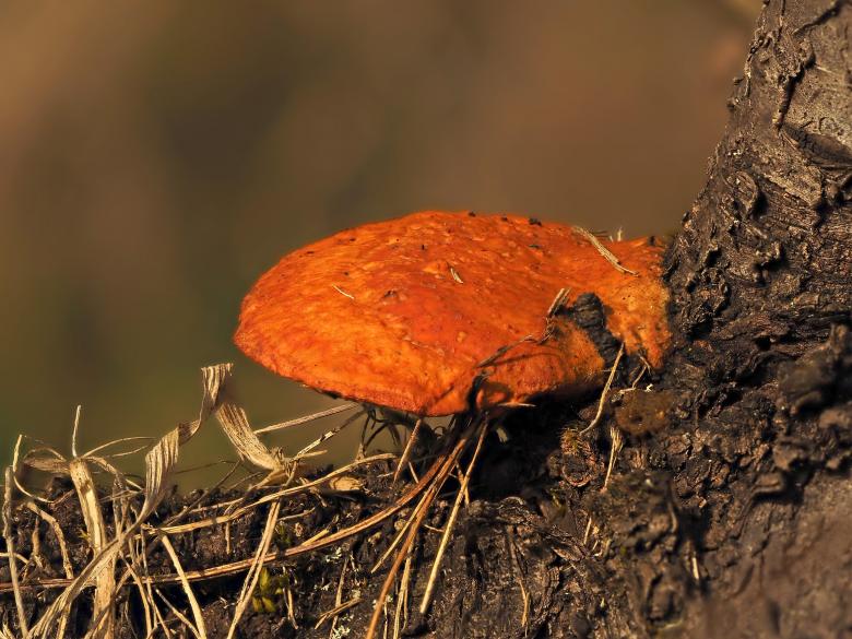 Free stock image of Orange Mushroom created by Pixabay
