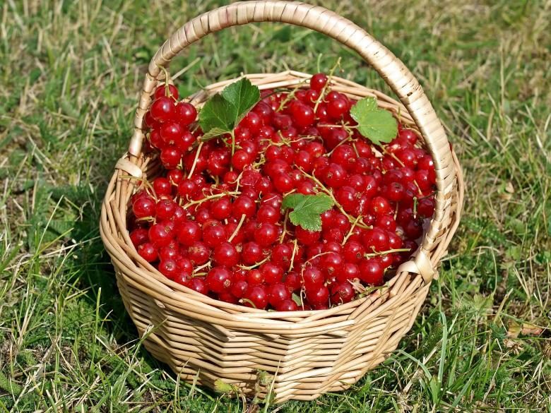 Free stock image of Red Currants created by Pixabay