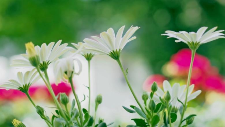 Free stock image of White Flowers created by Pixabay