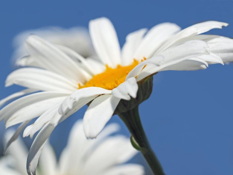 Free stock image of White Flower created by Pixabay
