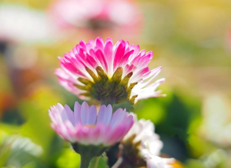 Free stock image of Pink Flower created by Pixabay